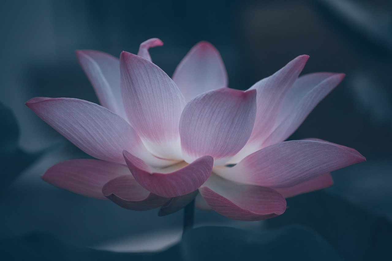 lotus, flower background, flower, lotus flower, pink flower, petals, pink petals, hd wallpaper, bloom, blossom, aquatic plant, beautiful flowers, flora, nature, flower wallpaper